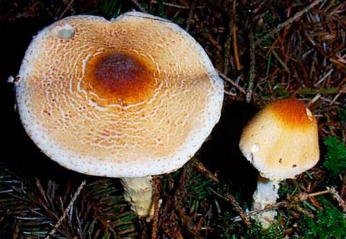 Гриб коричневый с коричневой ножкой. С коричневой шляпкой и ножкой другого цвета