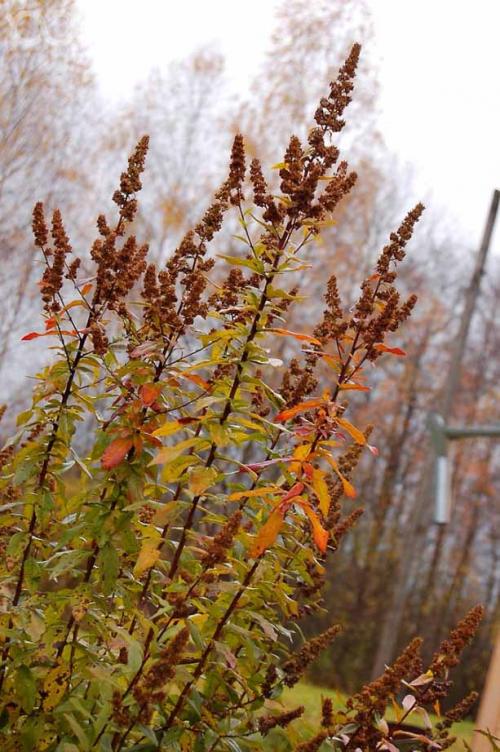 Уход за спиреей осенью подготовка к зиме. Особенности ухода и подготовки к зиме — общие советы и рекомендации