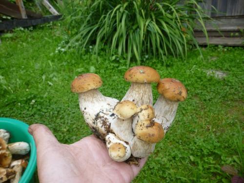 Календарь грибника 2019. НЕОБЫЧНЫЕ ДАРЫ ЛЕСА 2019