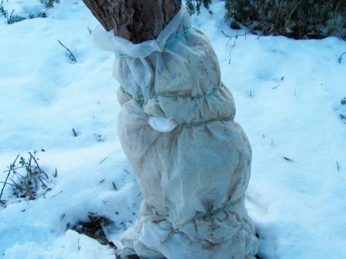 Утепление молодых деревьев на зиму. Какими материалами лучше утеплять деревья