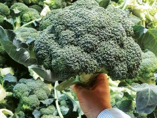 Как понять, что брокколи созрела. Как выбрать брокколи: секреты ценителя