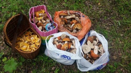 Календарь грибника 2019. НЕОБЫЧНЫЕ ДАРЫ ЛЕСА 2019