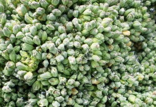 Как понять, что брокколи созрела. Как выбрать брокколи: секреты ценителя