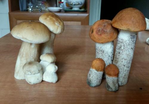 Календарь грибника 2019. НЕОБЫЧНЫЕ ДАРЫ ЛЕСА 2019