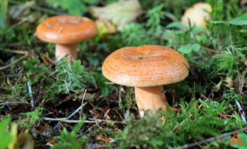 Рыжик еловый