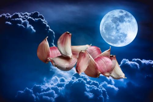 Сроки посадки озимого чеснока в 2019 году. Когда сажать озимый чеснок осенью: оптимальные сроки