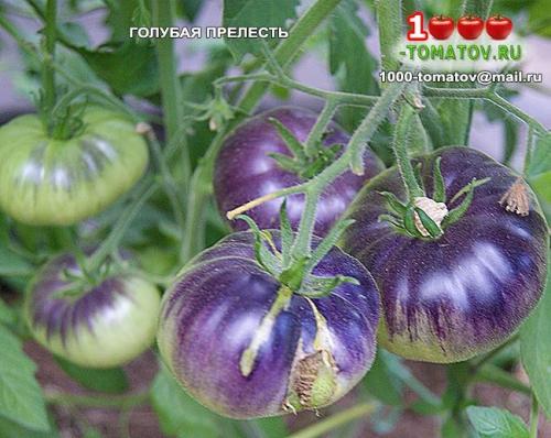 Томат болгарская роза. ТОП-10 ТОМАТОВ С ГАРАНТИРОВАННЫМ УРОЖАЕМ В ЛЮБОЕ ЛЕТО