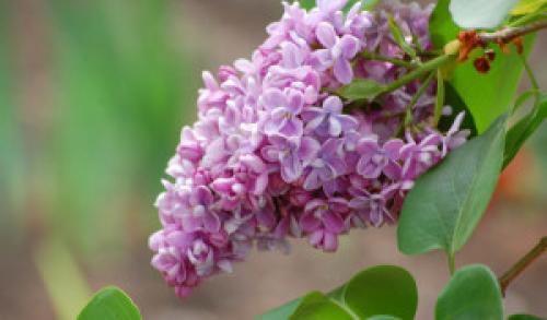 Когда осенью сажать сирень. Сирень - посадка и правильная обрезка 08