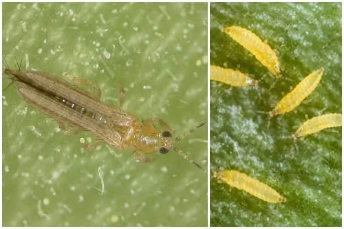 Эффективное средство от трипсов. Как опознать трипсов, чтобы начать своевременную борьбу?