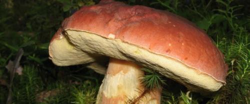 Как выглядит гриб дубовик. Гриб поддубовик (гриб дубовик) 02