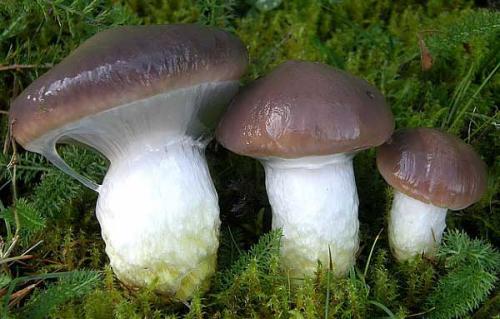 Гриб коричневый с коричневой ножкой. С коричневой шляпкой и ножкой другого цвета