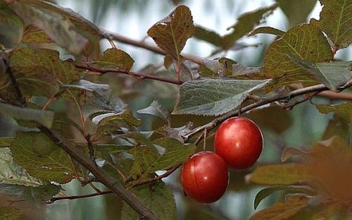 Чем укрыть молодые плодовые деревья на зиму. Как укрыть молодые плодовые деревья на зиму: яблони и другие 05