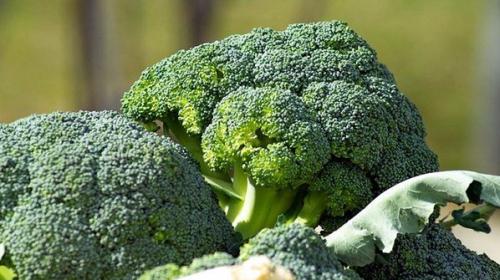 Как понять, что брокколи созрела. Как выбрать брокколи: секреты ценителя