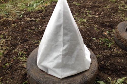 Когда укрыть розы на зиму. Как укрыть розы на зиму. Чем укрывать розы 04