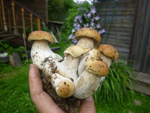 Календарь грибника 2019. НЕОБЫЧНЫЕ ДАРЫ ЛЕСА 2019