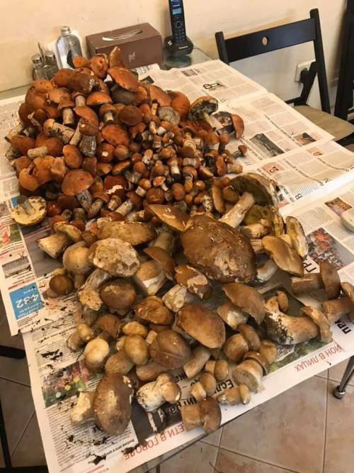 Календарь грибника 2019. НЕОБЫЧНЫЕ ДАРЫ ЛЕСА 2019