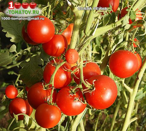 Томат болгарская роза. ТОП-10 ТОМАТОВ С ГАРАНТИРОВАННЫМ УРОЖАЕМ В ЛЮБОЕ ЛЕТО