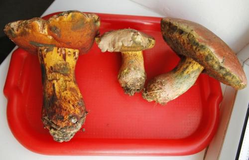 Гриб дубовик приготовление. Приготовление дубовика