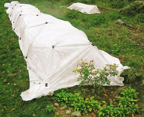 Чем засыпать розы на зиму. 5 простых шагов в том, как укрыть розы на зиму.