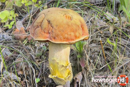 Дубовик келе — описание, где растет, ядовитость гриба