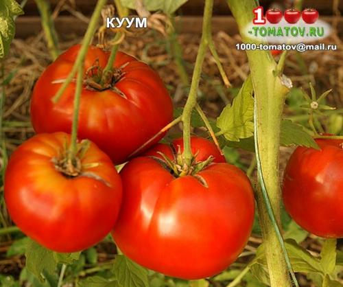 Томат болгарская роза. ТОП-10 ТОМАТОВ С ГАРАНТИРОВАННЫМ УРОЖАЕМ В ЛЮБОЕ ЛЕТО