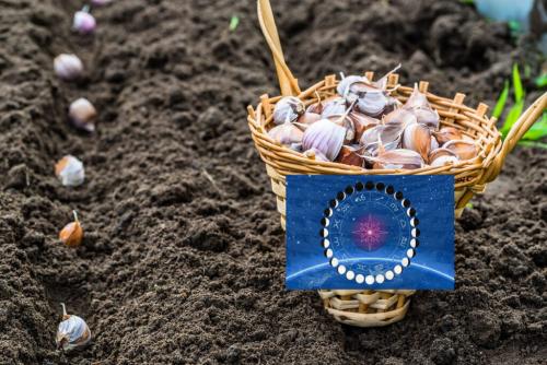 Сроки посадки озимого чеснока в 2019 году по лунному календарю. Когда сажать чеснок под зиму по Лунному календарю осенью-2019