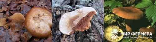 Сколько варить коровники. Коровник гриб: съедобный или нет?