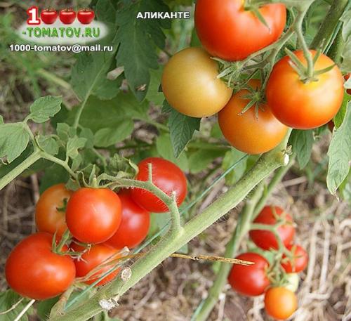 Томат болгарская роза. ТОП-10 ТОМАТОВ С ГАРАНТИРОВАННЫМ УРОЖАЕМ В ЛЮБОЕ ЛЕТО