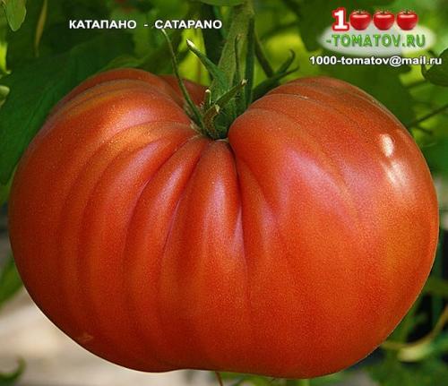 Томат болгарская роза. ТОП-10 ТОМАТОВ С ГАРАНТИРОВАННЫМ УРОЖАЕМ В ЛЮБОЕ ЛЕТО
