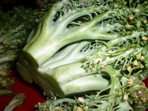 Как понять, что брокколи созрела. Как выбрать брокколи: секреты ценителя