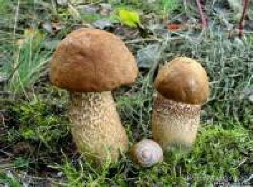 Грибы подберёзовики. Подберезовик