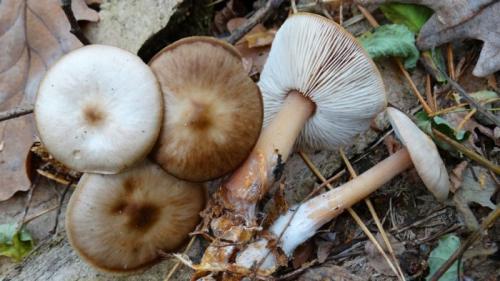 Гриб коричневый с коричневой ножкой. С коричневой шляпкой и ножкой другого цвета