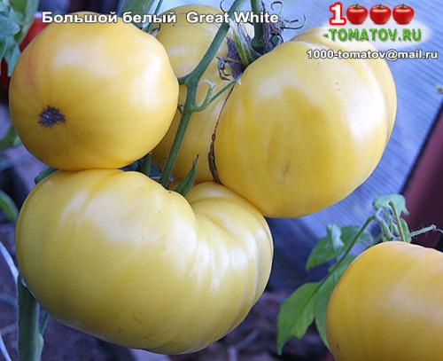 Томат болгарская роза. ТОП-10 ТОМАТОВ С ГАРАНТИРОВАННЫМ УРОЖАЕМ В ЛЮБОЕ ЛЕТО