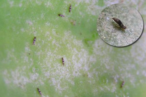 Фитоверм, как разводить для комнатных растений. Описание препарата Фитоверм