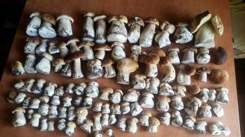 Календарь грибника 2019. НЕОБЫЧНЫЕ ДАРЫ ЛЕСА 2019