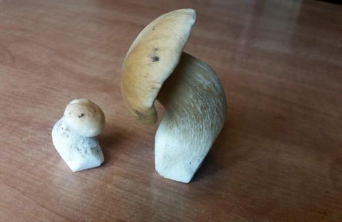 Календарь грибника 2019. НЕОБЫЧНЫЕ ДАРЫ ЛЕСА 2019