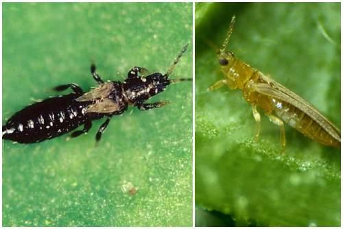 Эффективное средство от трипсов. Как опознать трипсов, чтобы начать своевременную борьбу?