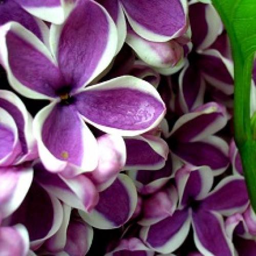 Как посадить сирень из семян. Сирень из семян