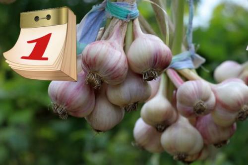 Сроки посадки озимого чеснока в 2019 году. Когда сажать озимый чеснок осенью: оптимальные сроки