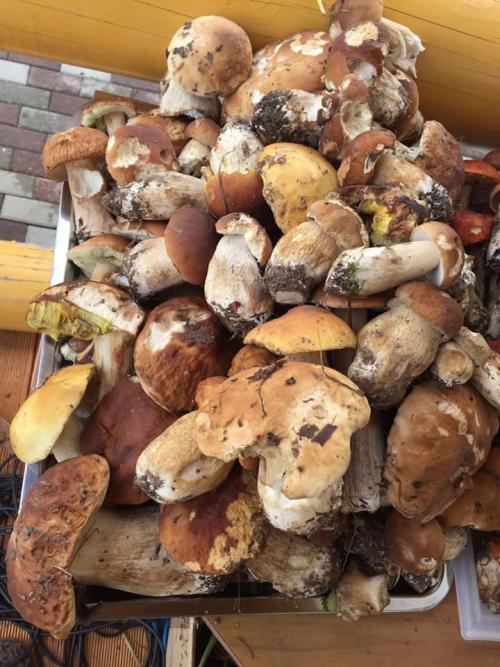 Календарь грибника 2019. НЕОБЫЧНЫЕ ДАРЫ ЛЕСА 2019