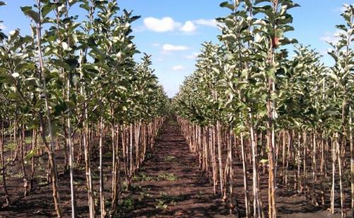 Как сохранить саженцы зимой на балконе. Как сохранить саженцы зимостойких плодовых и ягодных культур до весны