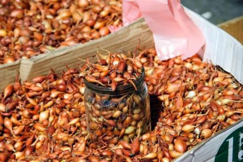 Осенняя подготовка грядки под морковь. Подготовка грядки для лука