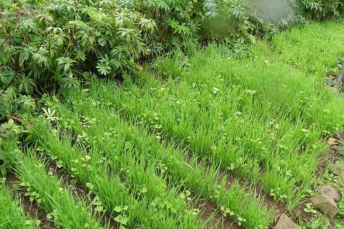 Сидераты для лука и чеснока. Сидераты для чеснока осенью: обзор лучших с описанием