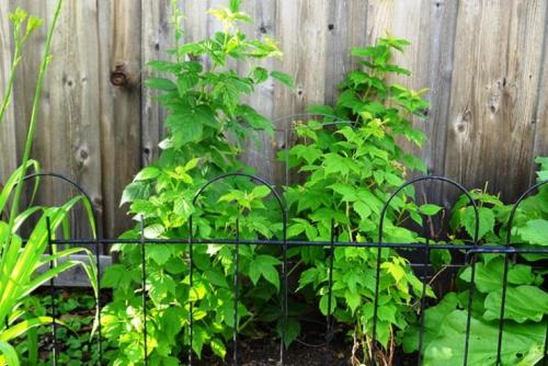 Пересадка ремонтантной малины осенью.     Обрезка ремонтантной малины осенью 03