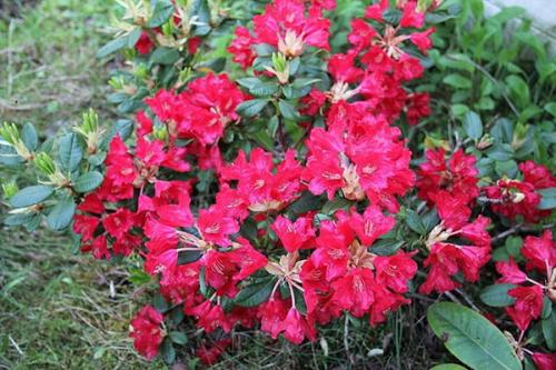 Когда укрывать рододендроны на зиму в Ленинградской области. Сорта рододендронов для Ленинградской области