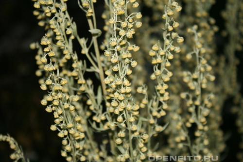 Какие ягоды растут в лесу осенью. Съедобные ягоды в лесу 01