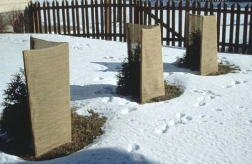 Какие деревья нужно укрывать на зиму. Особенности регионов