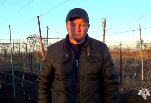 Зачем укрывать виноград. Зачем необходимо укрывать виноград на зиму