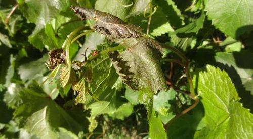 При каких температурах укрывают виноград на зиму. Сроки укрывания винограда 09 При каких температурах укрывают виноград на зиму. Сроки укрывания винограда 09