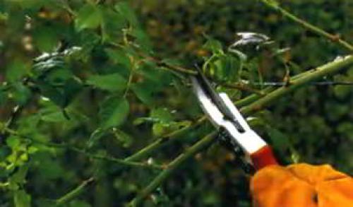 Как снять плетистую розу с опоры. 